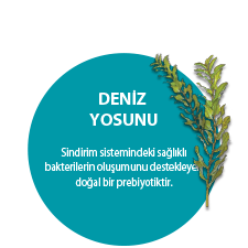 DENİZ YOSUNU. Sindirim sistemindeki sağlıklı bakterilerin oluşumunu destekleyen doğal bir prebiyotiktir.