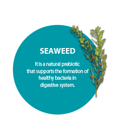 SEAWEED. It is a natural prebiotic that supports the formation of healthy bacteria in digestive system.