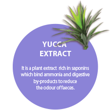 YUCCA EXTRACT. It is a plant extract  rich in saponins  which bind ammonia and digestive by-products to reduce the odour of faeces.